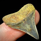 Great White Shark Tooth 1 12  Megalodon Teeth Era Fossil Unrestored