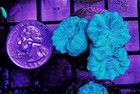 3 Head Neon Green Kryptonite Candy Cane Wysiwyg Live Coral Frag Free Shipping 