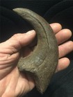 Deinonychus Jurassic World Dinosaur Fossil Velociraptor Claw Replica 7   Brown