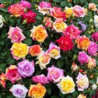 100  Mixed Color Rose Seeds For Garden Planting 16 Varieties Of Bush Mix Color