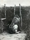 Ww1 Full Page Print   On Guard On The Western Front - A French War Dog  