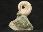 Iridescent Ammonite Fossil On Rainbow Pyrite  Volga River Saratov Russia 131gr