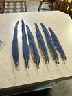 Blue And Gold Macaw Feathers 
