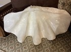 Large Ocean Giant Decorative Clam Shell 18 3 4   x 10 5   