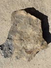 Pre Dinosaur Age Unprepped Fossil Trilobite Block Cryptolithus Pennsylvania Rare