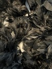 Vtg Real Feather Boa Black 81  Long Flapper Opera Costume