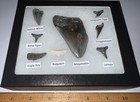 Megalodon Era Shark Teeth Collection Framed Labeled Fossil Shark Tooth Lot 