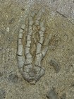 Fossil Crinoid  Aphelecrinus Sp Alabama Bangor Limestone Fm Carboniferous Period