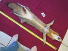 Tanned  Grey Fox With Feet Claws Soft Winter Fur  Animal Hide Good Leather