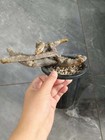 Rare Live House Plant Monsonia Multifida Wysiwyg Caudex Boutique