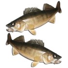 2 Pack Walleye Fishing Decal Sticker Boat Hull Truck Window Erie Rapala Fish