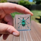 Rare Tiny Blue Weevil In Resin  Real Beetle In Resin  Eupholus Chevrolati