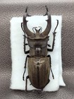 Lucanus Lunifer Lunifer 74-5mm  Large Male   - Nepal