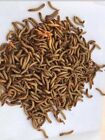 1000 Live Mealworms - Free Shipping   Grown Organic In Oklahoma  Leopard Gecko