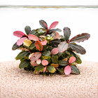 Bucephalandra Pink Malawi