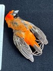 Orange Weaver Bird Skin