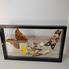Real Butterfly Display Shadow Box Frame Blue Morpho Taxidermy Wall Art 16x10 In