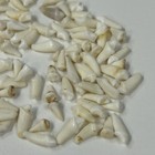 Lot Of 100 Assorted Small Coyote Teeth Real Cleaned Taxidermy Weird Goth  4095