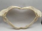 Vintage Bull Shark Jaw With Great Teeth Rows Intact Taxidermy