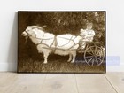 Antique Photo Print Of Young Girl With Doll In Goat Cart Early 1900 s