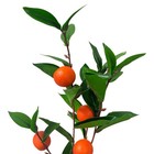 12 Pcs 35  Spring Botanical Artificial Orange Fruit Spray Faux Flower Home Decor