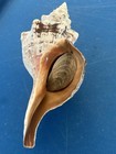 Horse Conch  Florida Seashell With Operculum   triplofusus Giganteus 