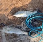 6 8 10 12 16ft Fishing Cast Net Bait Easy Throw Hand Cast Strong Nylon Mesh New