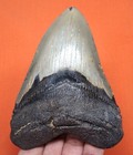 Megalodon Shark Tooth - 4 33    - Real Fossil - Shark Teeth - No Restorations