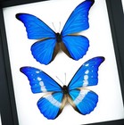 Blue Morpho Butterfly Collection Real Framed Butterflies Classic Black Display