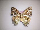 Charaxes Paradoxa Male