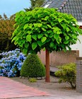 Northern Catalpa Tree Seeds  catalpa Speciosa  50   Seeds