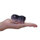 Pot Bellied Pig Figurine - Hand Painted Farm Animal Toy Figure - Mojo 381079