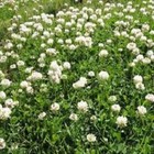 5 Lbs White Dutch Clover Seed  For Lawns   Ground Cover 800 000 Seeds Per Lb