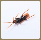 Lifelike Rubber Fake Cockroaches Creepy Cock Roach Bugs Prank Gag Gift Toy 10pcs
