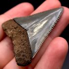 Nice Nc Great White Shark Tooth Fossil Sharks Teeth Fossils Ocean Ancient