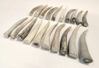 Deer Antler Tips  4    Rustic Ornaments  Natural Jewelry Supplies  10 Pc 