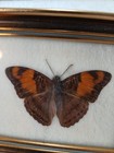Vintage Butterfly Specimens Lot Of 5