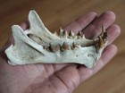 Replica Fossil Dinictis Skull Eocene Oligocene Saber Tooth Cat