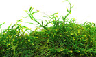Supermoss  25322  Forest Moss Preserved  Fresh Green  200 In3 Bag  appx  8oz  