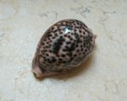 F Cypraea Pantherina Red Sea Shell F    f    82mm Super Natural Glossy Colour