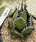 Agave Horrida Beautiful Succulent Cactus Plants Outdoor Random