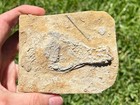 Crinoid Fossil Alcimocrinus Ornatus Alabama Mississippian Age Bangor Limestone