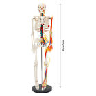 34  Model Skeleton Anatomical Human Anatomy Medical Stand Set For Teaching Model