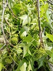 1 Lb Green Sweet Gum Balls Picked And Shipped Same Day 