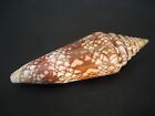 World Famous   conus Milneedwardsi 107 5mm   india Seashell