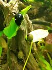 10 Live Freshwater Olive Nerite Snails Eats Lots Of Algae Great Cleaners 