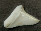 Shark Teeth Jewelry Gws Teeth 44mm   1 7inch Closer  2 Inches Perfect Serration