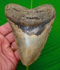 5 02    Megalodon Shark Tooth  Real Fossil  Xl Big Sharks Teeth - No Restorations