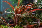 3 Stems Hygrophila Pinnatifida  uk  - Submersed Grown Aquarium Plant