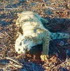 Bobcat Lure   Scent    Trap Trapping 
